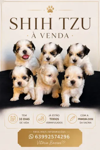 Venda-se SHIH TZU
