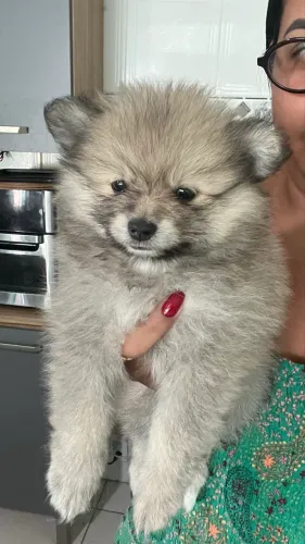 Spitz alemão fêmea
