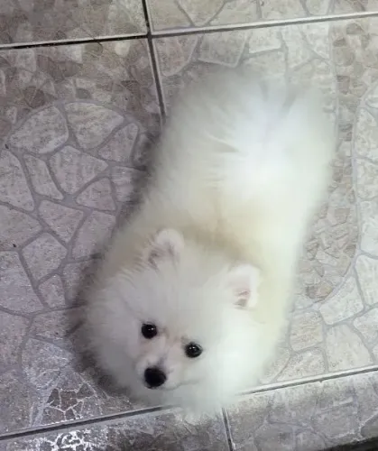 Linda Spitz Alemão (Lulu da Pomerânia) Fêmea 2 meses