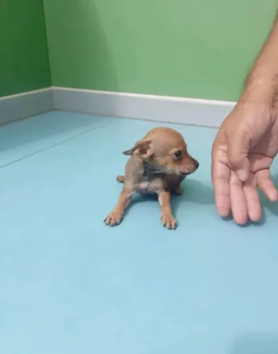 Pinscher Zero Macho Companheiro
