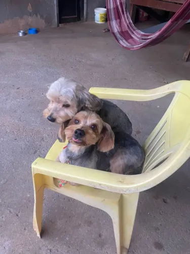 Doacao cachorro