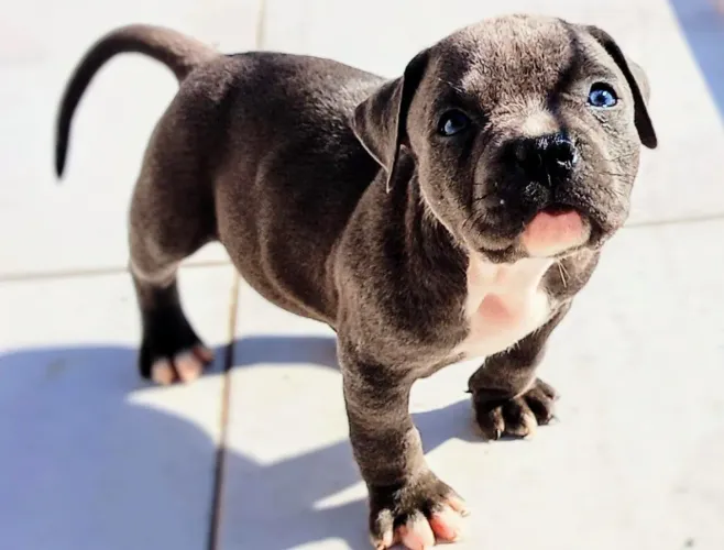  Pit Monster Alta Qualidade Com Pedigree