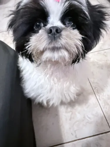 Pandora - Shih Tzu