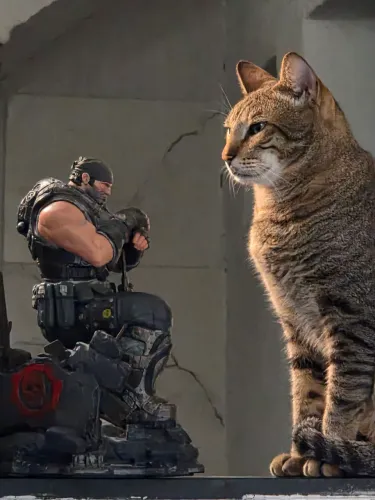 Gato para adoção - Sigma