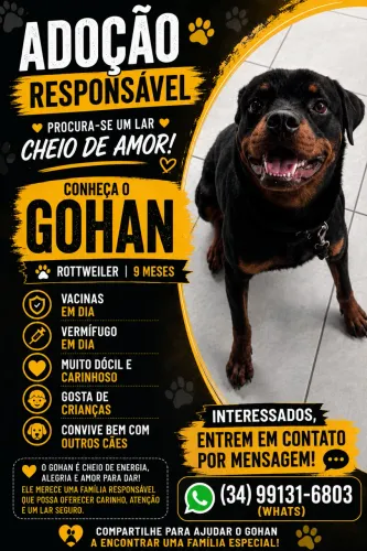 Doação cão