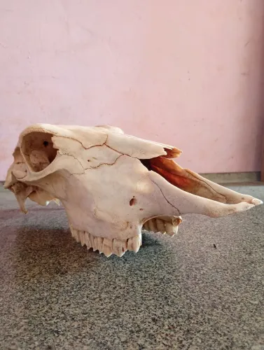 Osso bovino 