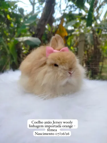 O menor coelho do mundo - anão Jersey wooly linhagem importada 