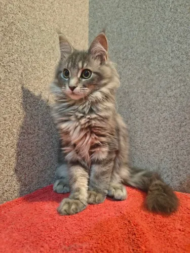 Lindas filhotes de Maine Coon disponivel para entrega
