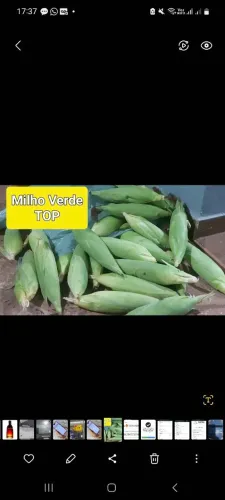 Milho verde ( PROMOÇÃO)