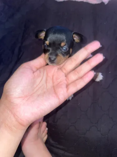 Animais