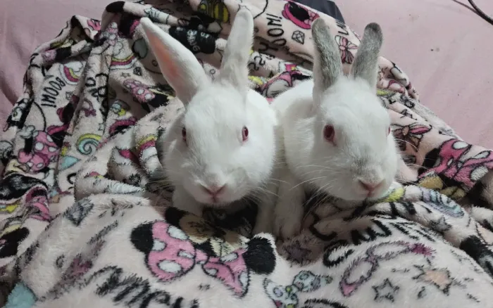 coelhos casal filhotes