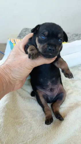 Filhote de Pinscher n2