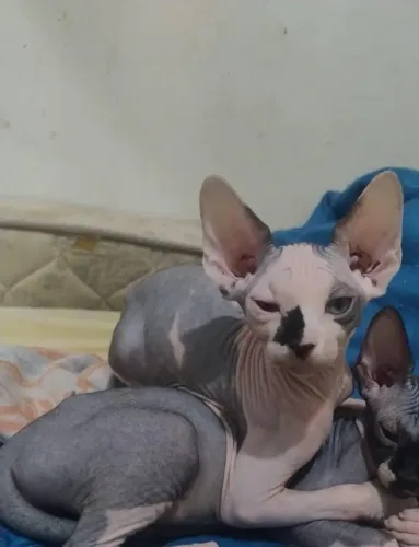 Vendo lindo filhote Sphynx
