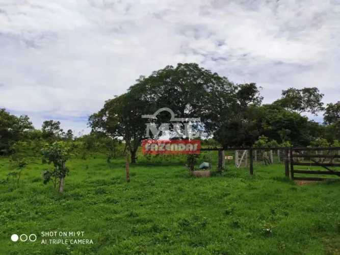 Fazenda 51 Alqueires ( 246 ,8 Hectares) Jaragua - Go