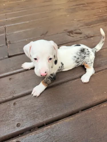 Vendo filhotes de Dachshund - Cofap - Salsichinha