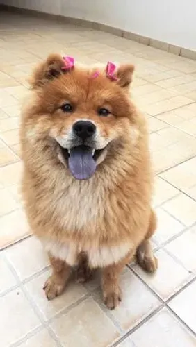Perfeita filhotes disponiveis de chow chow Femea