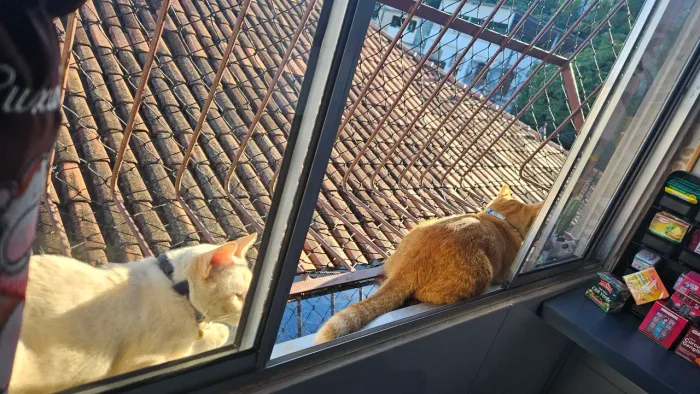 Doa-se gatos adultos castrados dóceis 