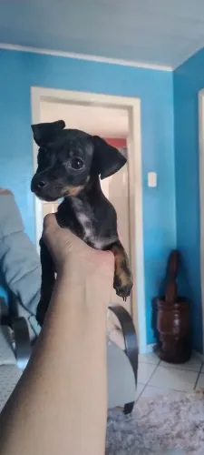 Promoção Filhote pinscher n.º 0 machinho. 3 meses 999