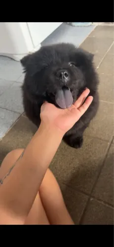 Chow chow