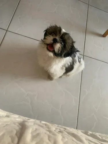 Shih tzu Femea