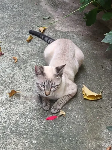 doação de gato macho