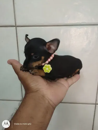 Filhote pinscher zero fêmea cor preta canela