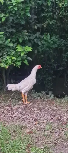 Frangos 8 meses
