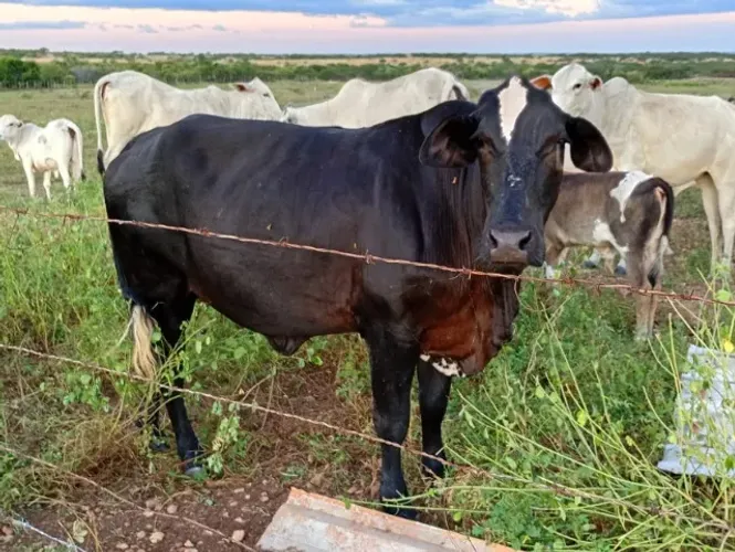 Vende-se vaca nelore preta