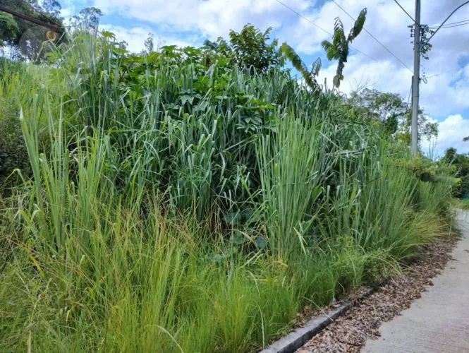 Terreno à venda, 727 m² por R$ 600.000,00 - Ipiíba - São Gonçalo/RJ