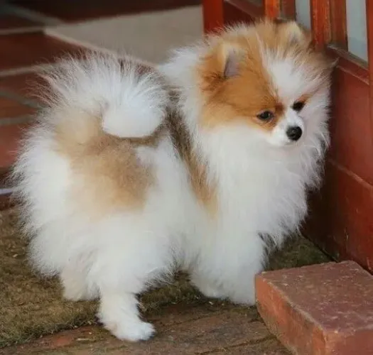 Spitz alemão Conheça um filhotinho impossível de ignorar