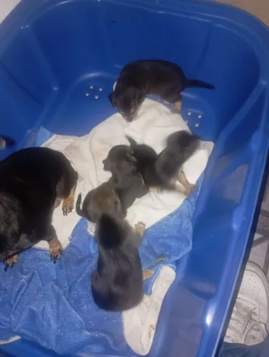Cachorro Pincher 
