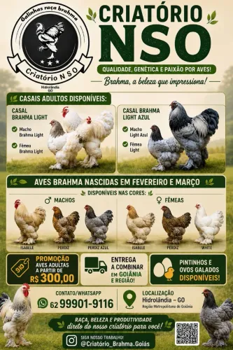 Brahma aves ornamental.