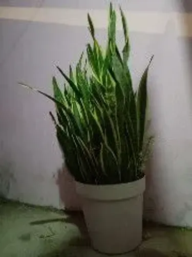 Espada de São Jorge Grande com vaso