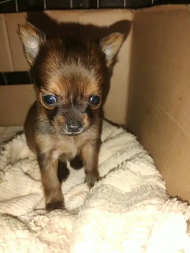 pinscher filhote