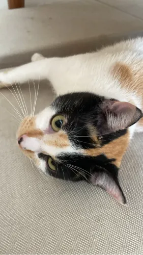 Doação Gata Tricolor 