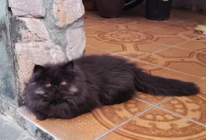 Gato Persa Macho Preto 5 meses