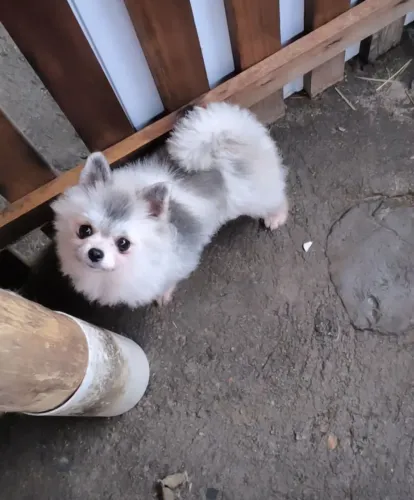 Spitz anão