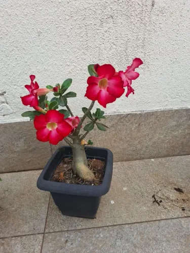 Rosa do deserto