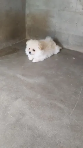 Cachorro Spitz