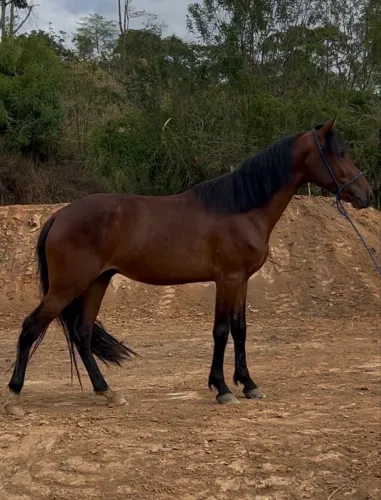 Cavalo mangalarga