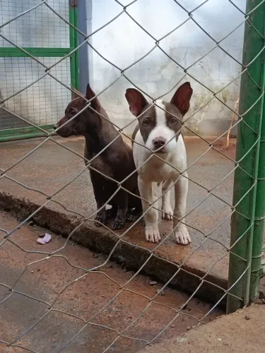 Pit bull