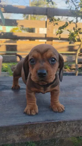 Linguicinha miniatura dachshund