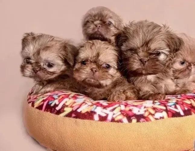 Filhotes de Shih Tzu - Para Quem Valoriza Tranquilidade