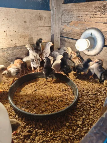 Pintinhos caipira 
