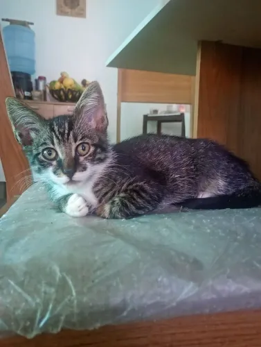 GATAS DOAÇÃO - 1/2 MESES