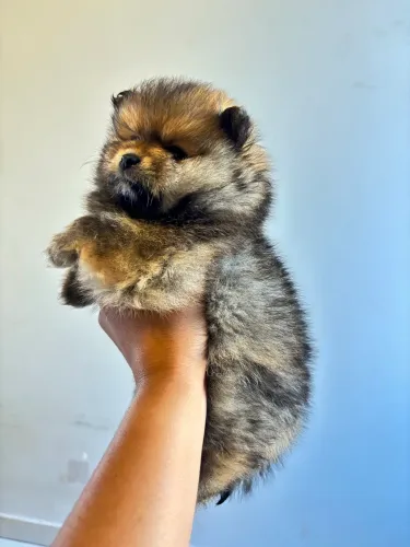 Spitz alemão 
