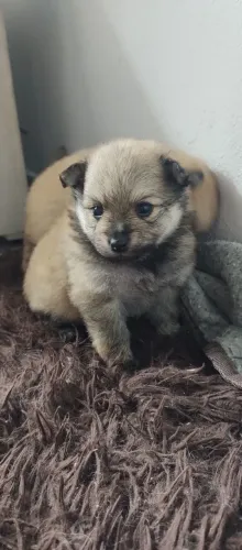 Vendo dois filhotes de spits alemão