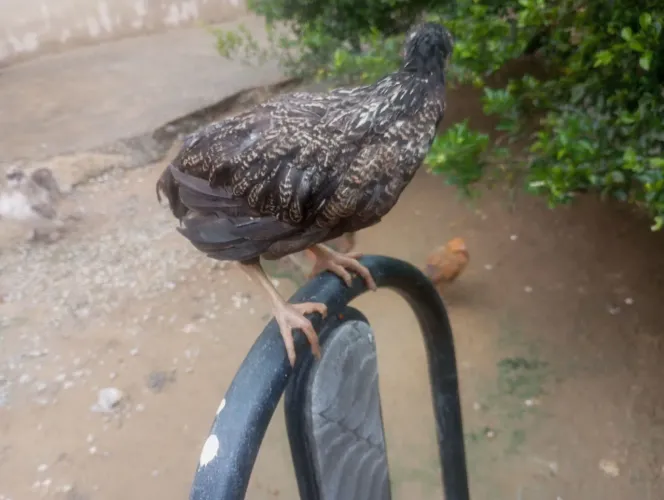 Pintinho caipira