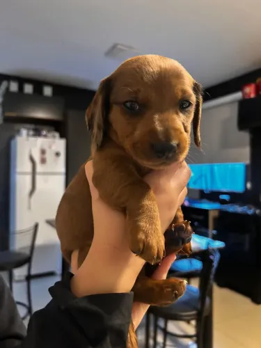 Dachshund salsichinha cofap