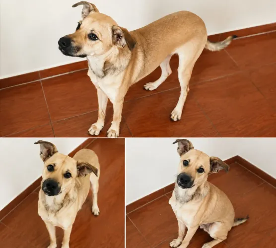Cachorro castrado,Porte médio 10kg